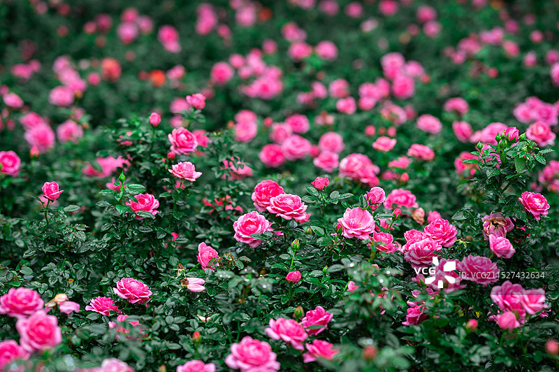 月季花丛图片素材