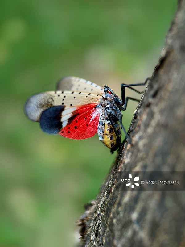斑衣蜡蝉图片素材