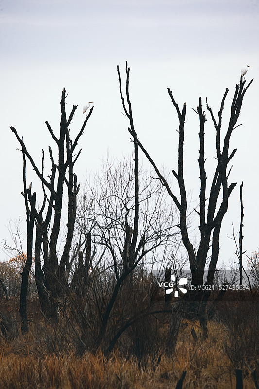 秋季的兴凯湖湿地图片素材