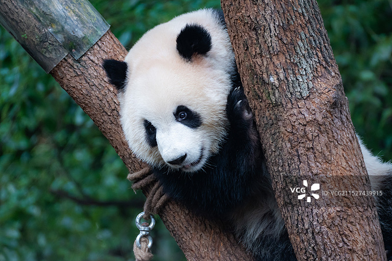 重庆大熊猫熊猫幼崽图片素材