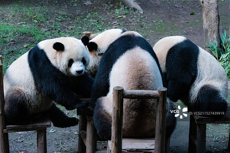 重庆大熊猫熊猫幼崽图片素材