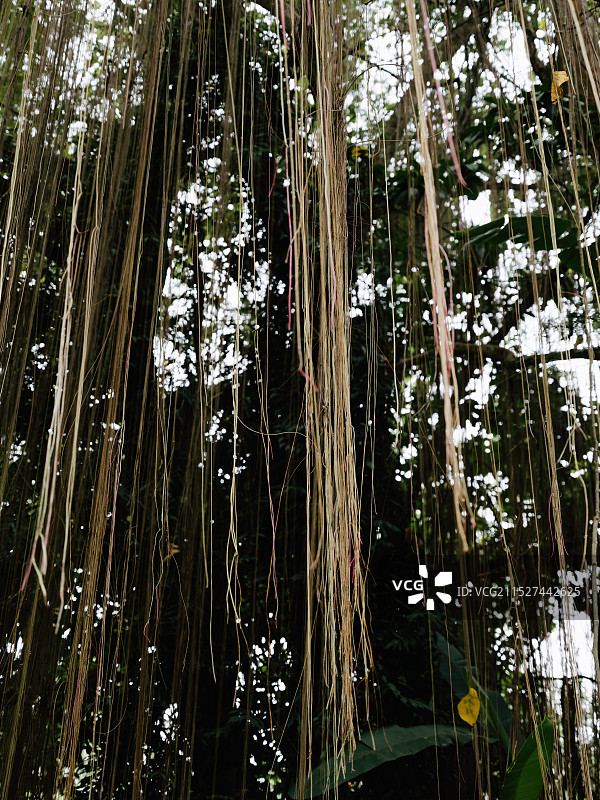 气生根图片素材