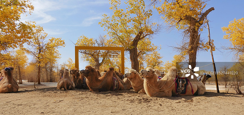 胡杨沙漠骆驼图片素材