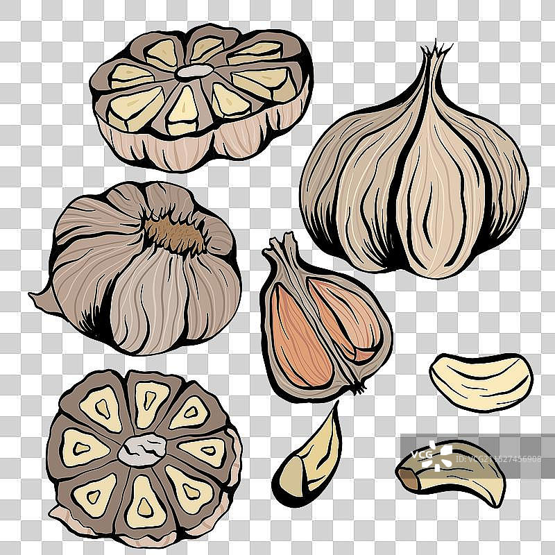 大蒜速写图片素材