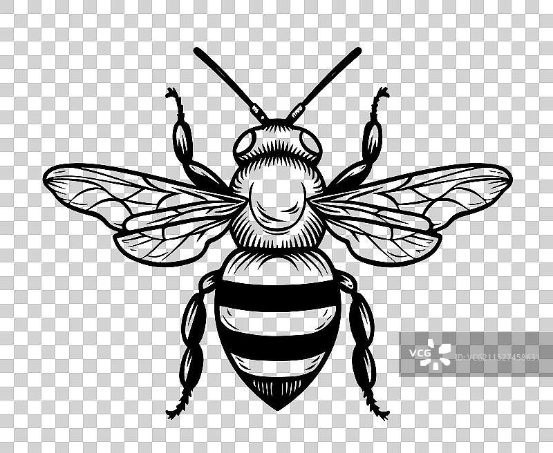 简洁优雅的蜜蜂logo图片素材