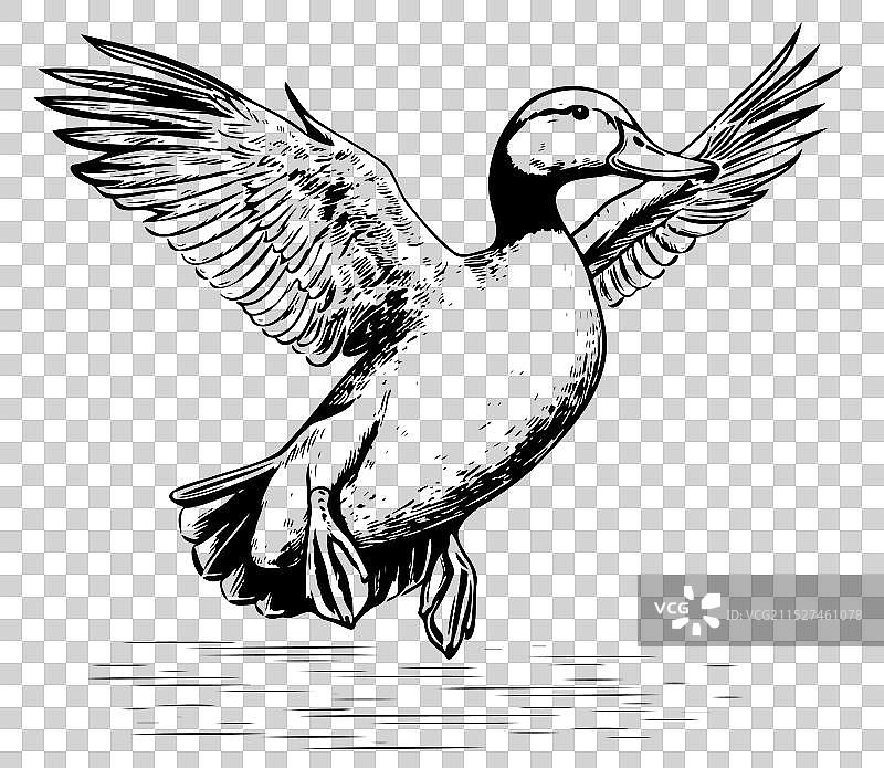 飞行鸭子素描画图片素材