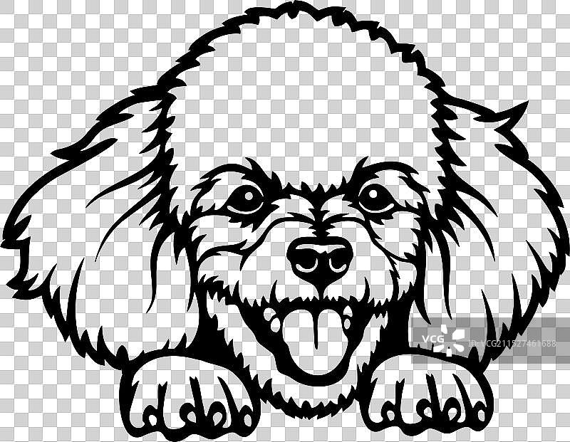 可爱的贵宾犬宠物狗礼物图片素材