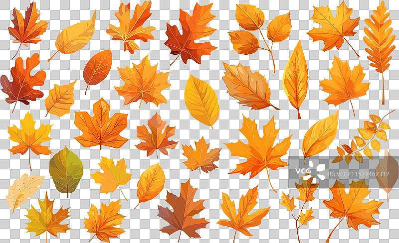 透明背景上的秋叶图片素材