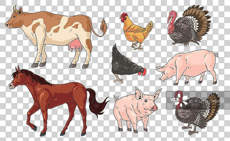 农场牲畜彩色标签集图片素材