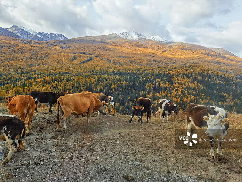 阿勒泰布尔津之路遇牛群图片素材