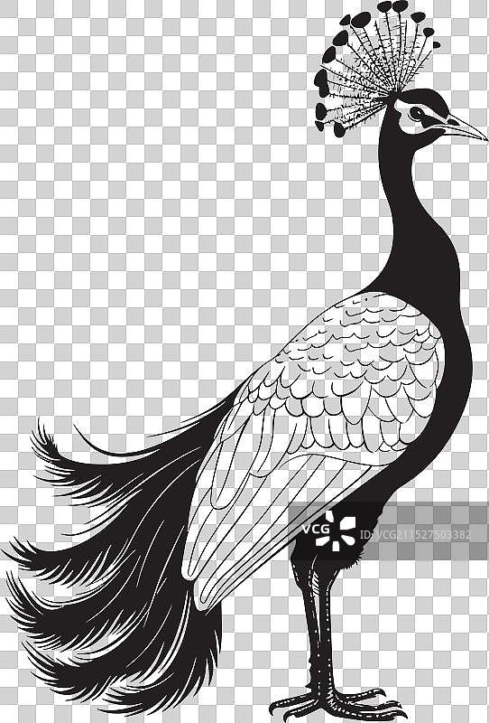 蛋白石羽毛美丽孔雀标志图片素材