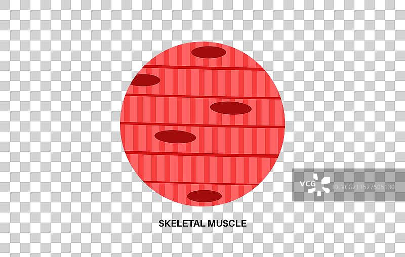 骨骼肌肉组织图片素材