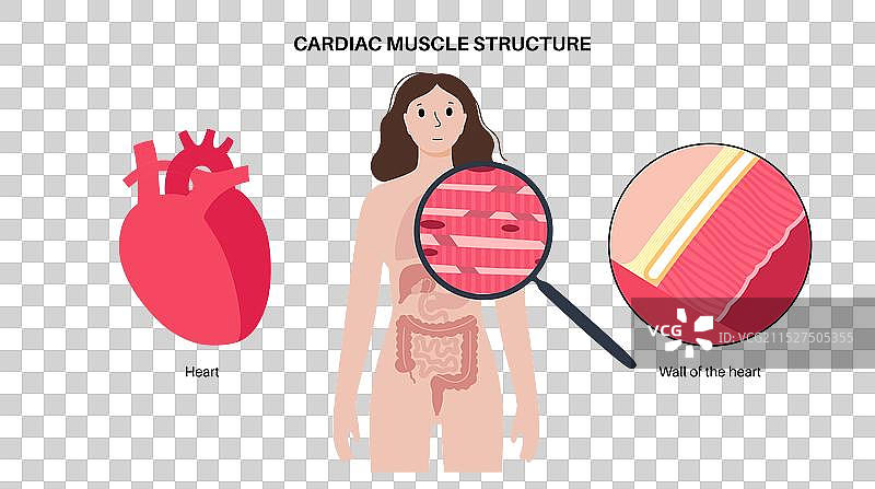 心肌组织图片素材