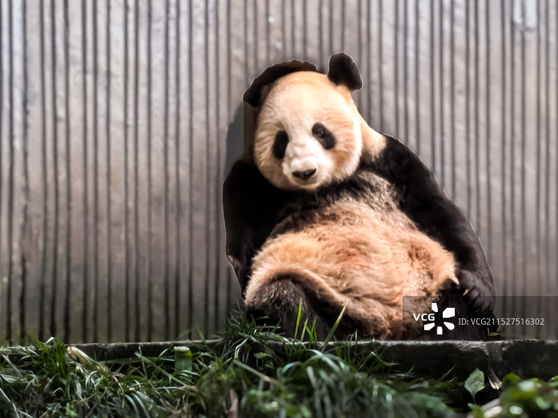 可爱的熊猫图片素材