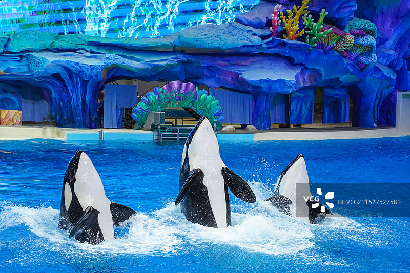 海洋馆的虎鲸表演图片素材