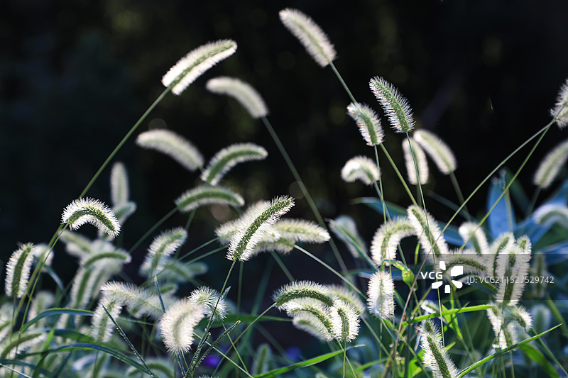 狗尾草图片素材