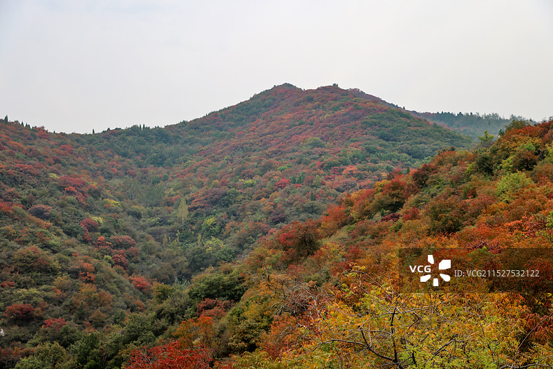 郑州巩义的满山红叶图片素材