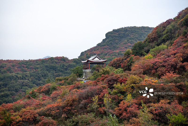 郑州巩义的满山红叶图片素材