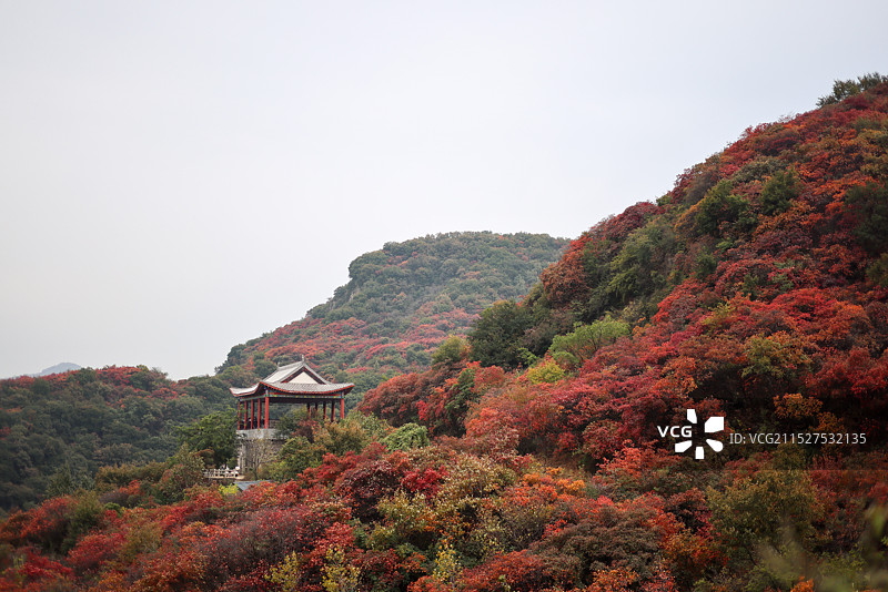 郑州巩义的满山红叶图片素材