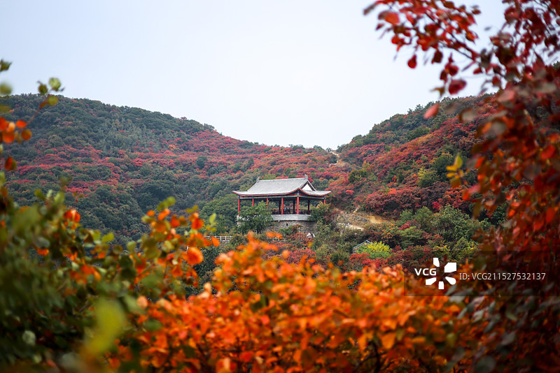 郑州巩义的满山红叶图片素材