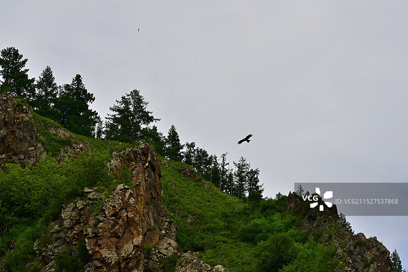 高山雄鹰图片素材