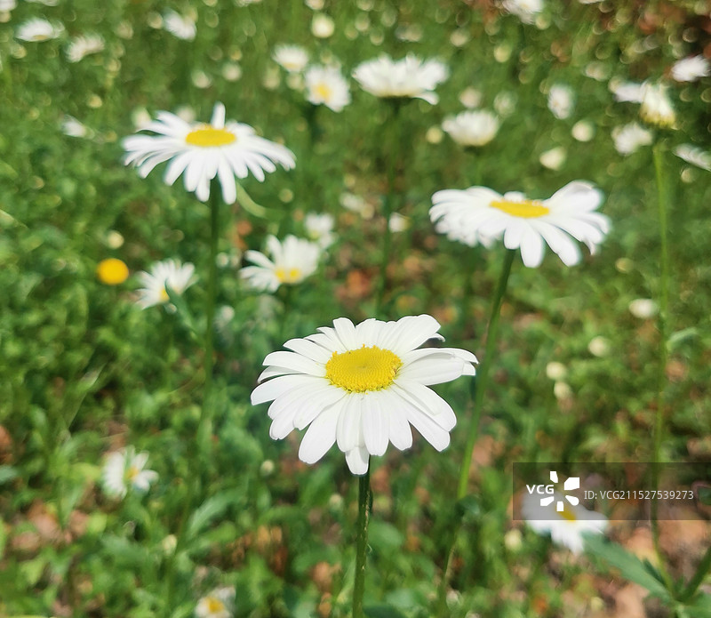 小白菊图片素材