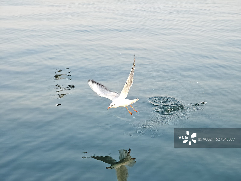 海鸥图片素材