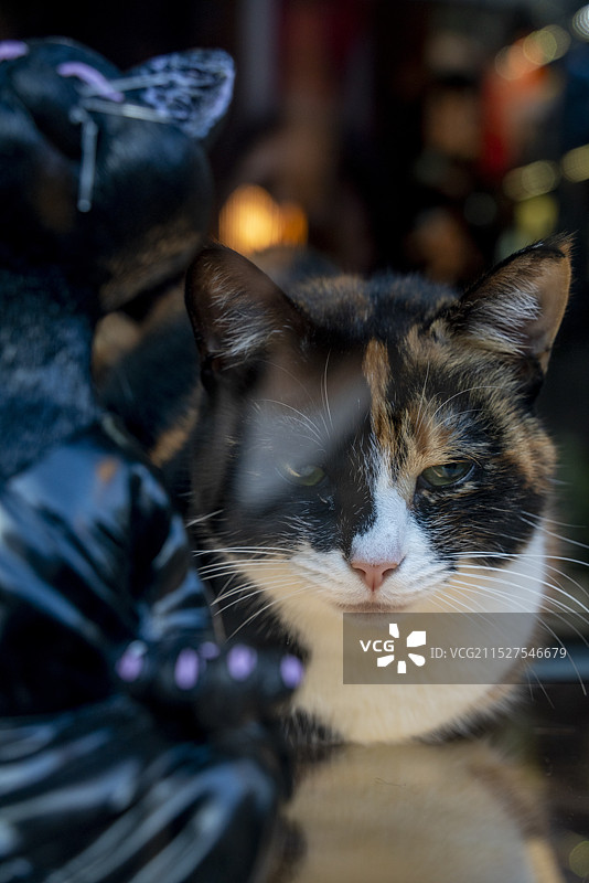 狸花猫图片素材