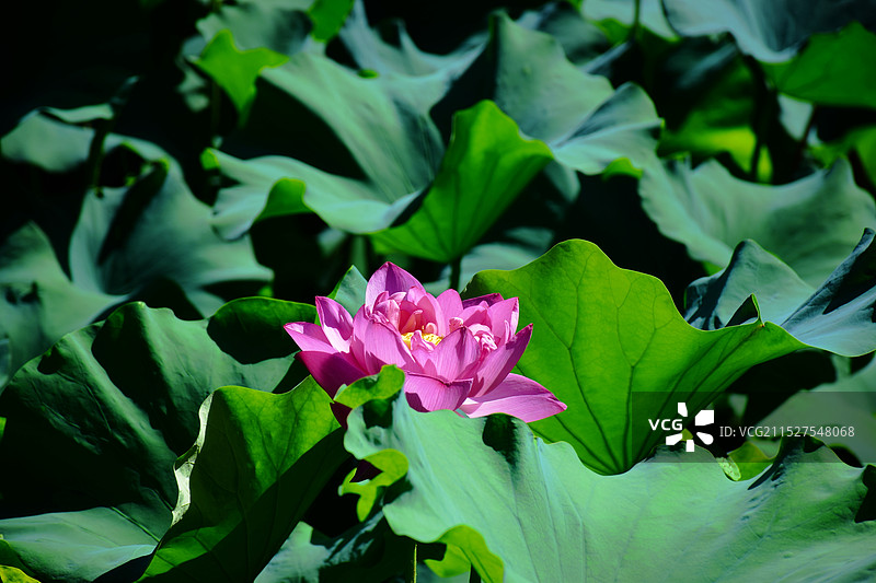 夏天盛开的粉白色荷花图片素材