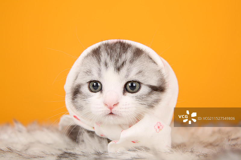 黄色背景下猫的特写肖像图片素材