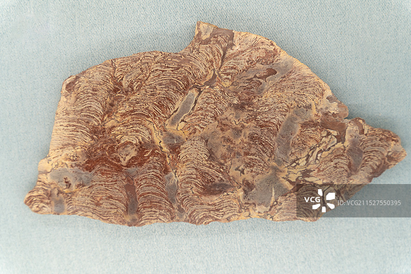 叠层是化石图片素材