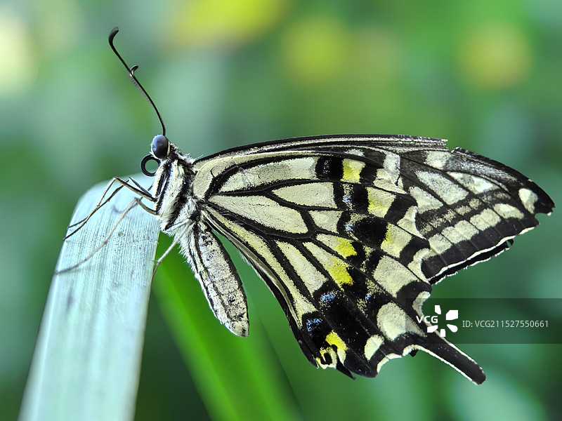 美丽的凤蝶图片素材