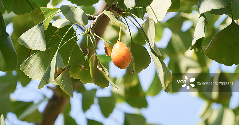 树上银杏果生长的低角度视图图片素材