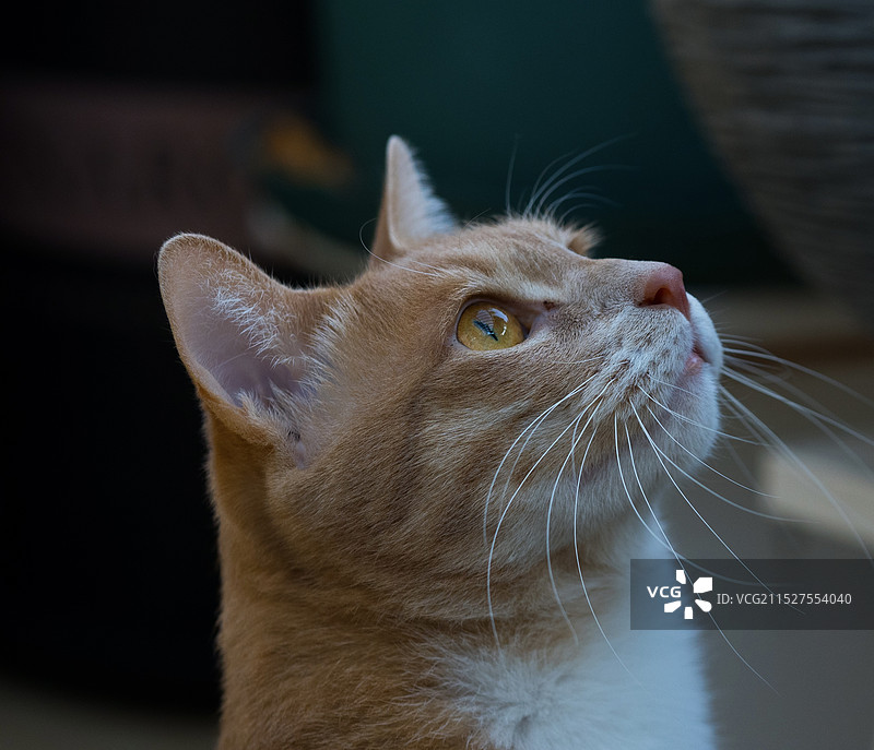 猫咪向别处看的特写镜头图片素材