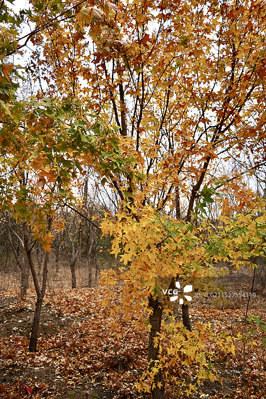 北京秋日的舞彩浅山小路边呈现渐变色彩的枫叶图片素材
