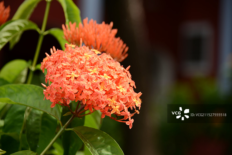 马来西亚马六甲，马六甲市正式被联合国教科文组织列入世界遗产名录图片素材