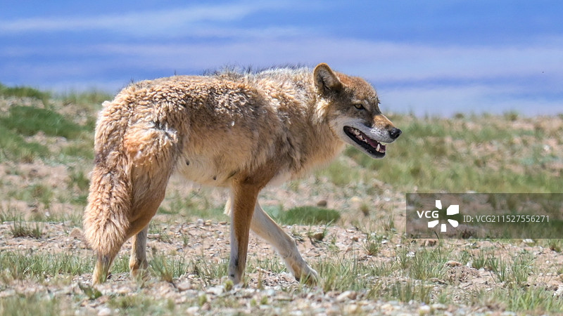 雪原孤狼图片素材