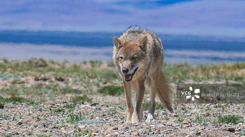 雪原孤狼图片素材