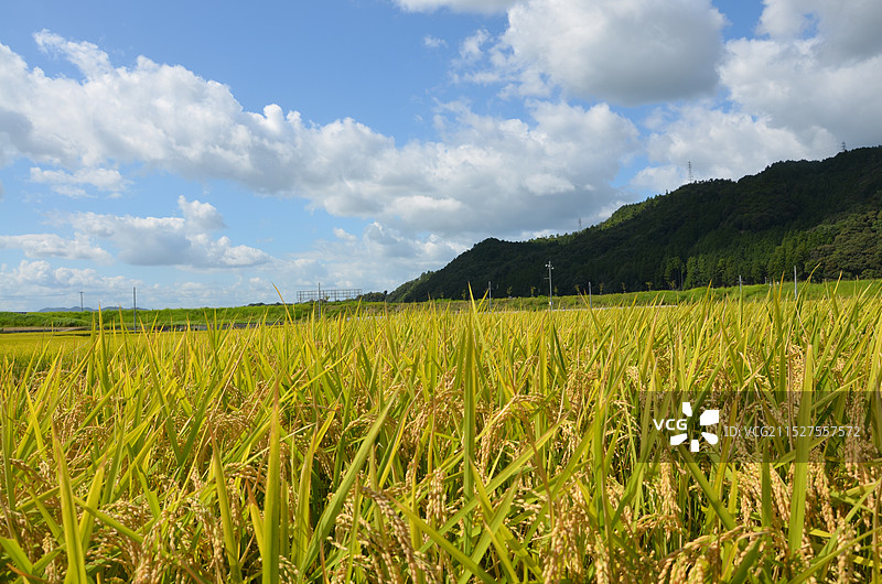 秋日稻田，麦浪图片素材