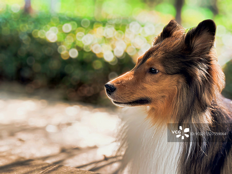 谢德兰牧犬特写图片素材