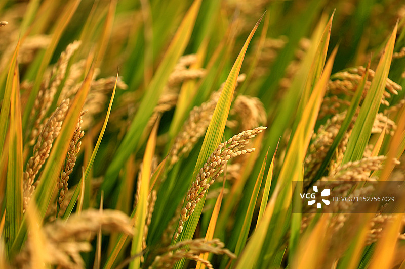 水稻的稻穗特写图片素材