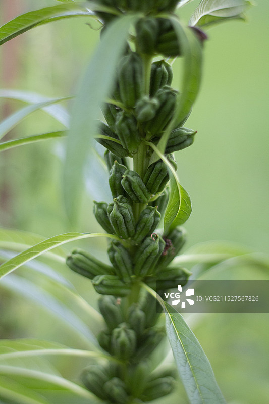 新鲜芝麻图片素材