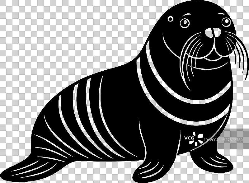 白色背景上的海象1图片素材