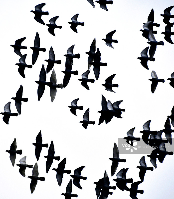 群鸽图图片素材