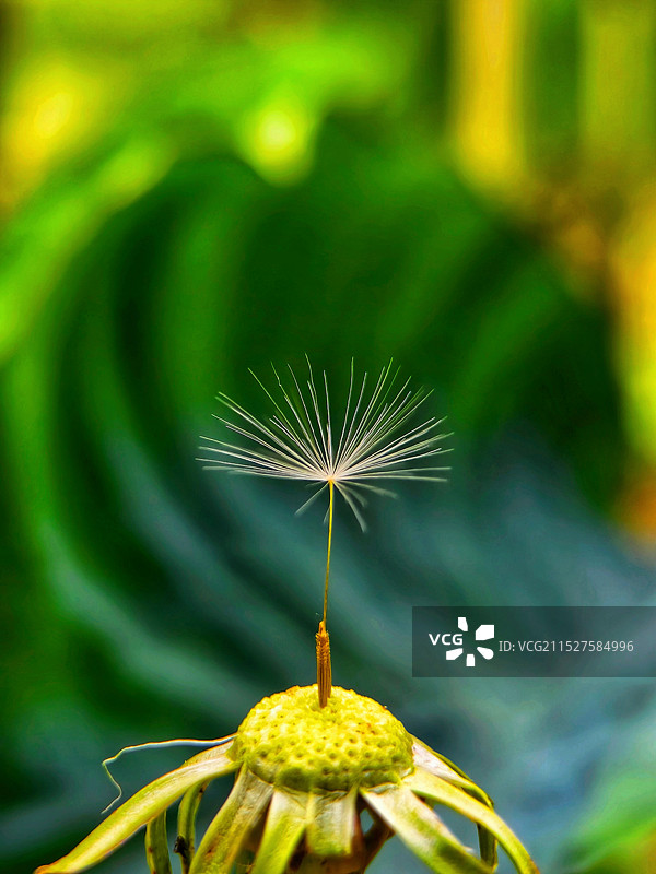 蒲今英种子特写图片素材