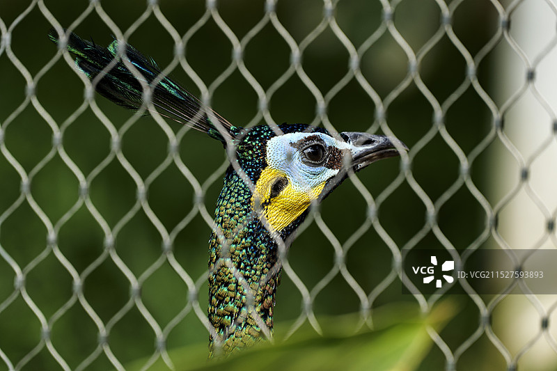 绿孔雀图片素材