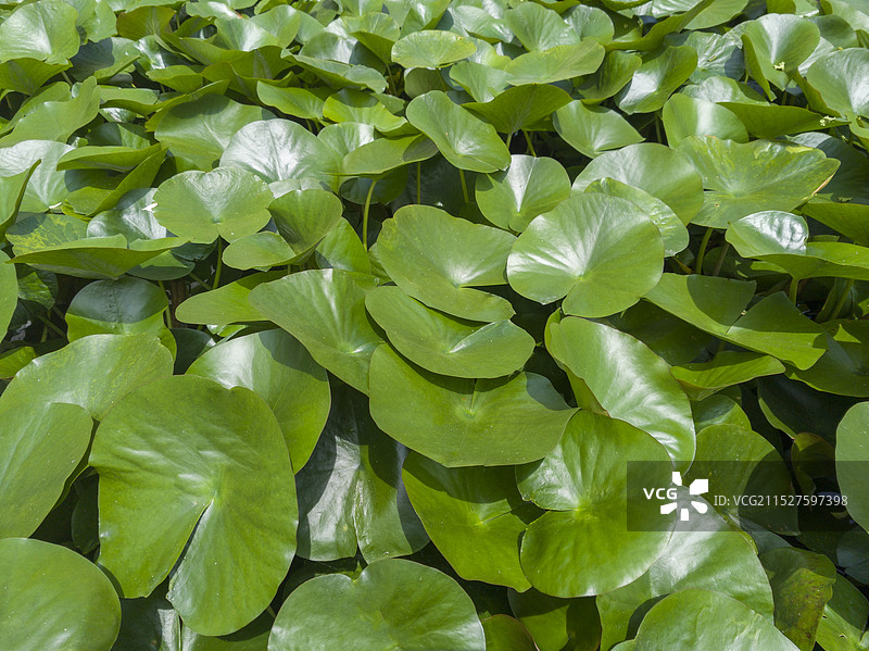 绿色荷花睡莲叶子图片素材