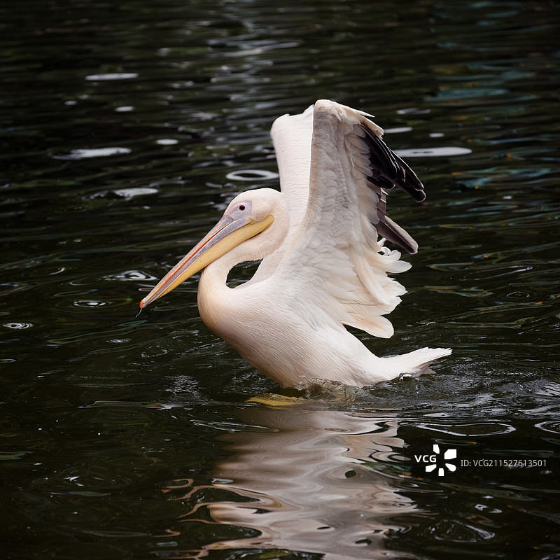 带着天使光环的鹈鹕图片素材