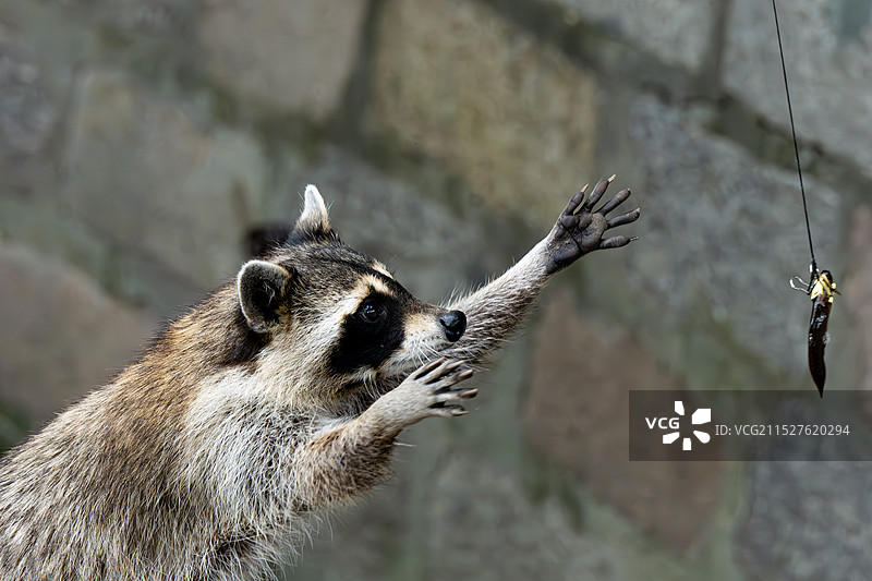 小浣熊 - 上海野生动物园图片素材