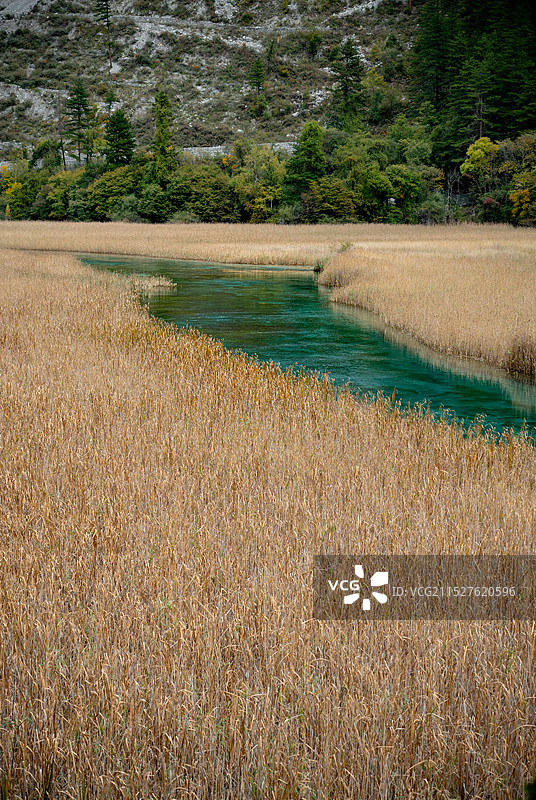 九寨沟--芦苇海图片素材